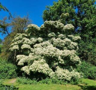 Dogwood 8